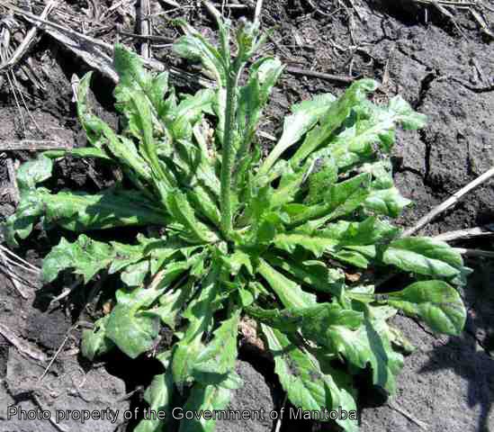Shepherd's purse bolted plant