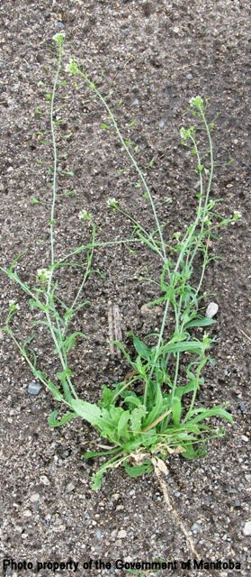 Shepherd's purse flowering plant