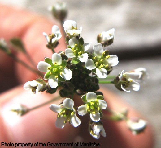 Shepherd's purse flowers