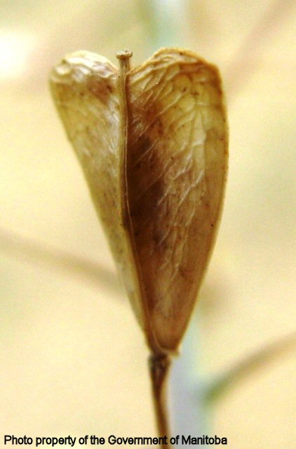Shepherd's purse seed head