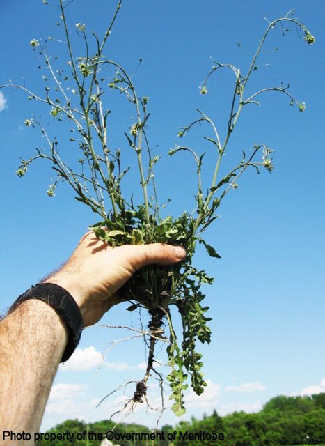 Shepherd's purse plant and root