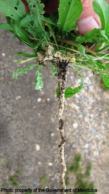 Shepherd's purse root