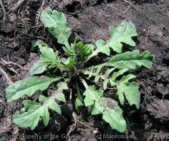 Shepherd's purse rosette
