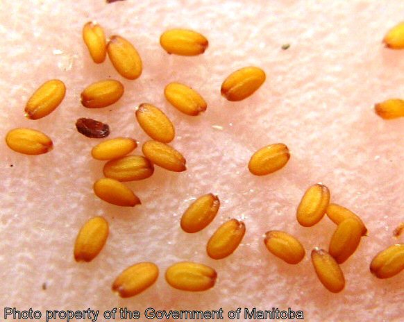 Shepherd's purse seeds