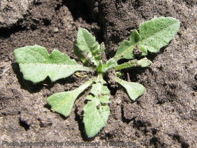 Shepherd's purse seedling