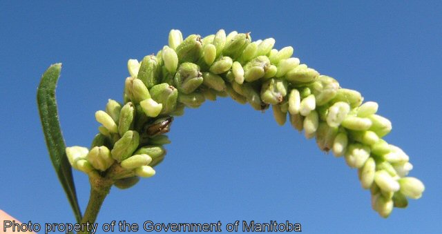 Smartweed flowering seed head