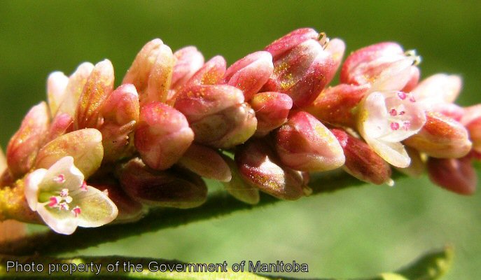 Smartweed flowers