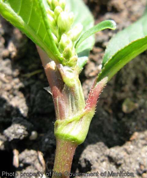 Smartweed ochrea on stem