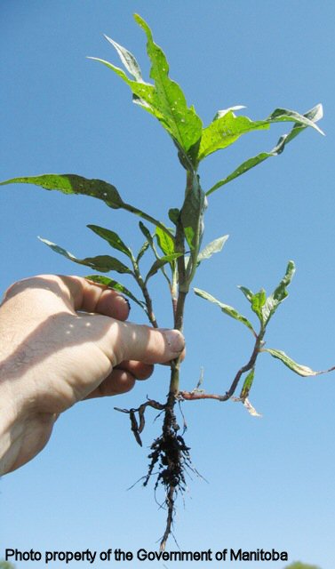 Smartweed plant and root