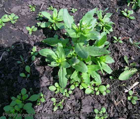 Stinkweed annual seedlings and winter annual flowering plants in spring