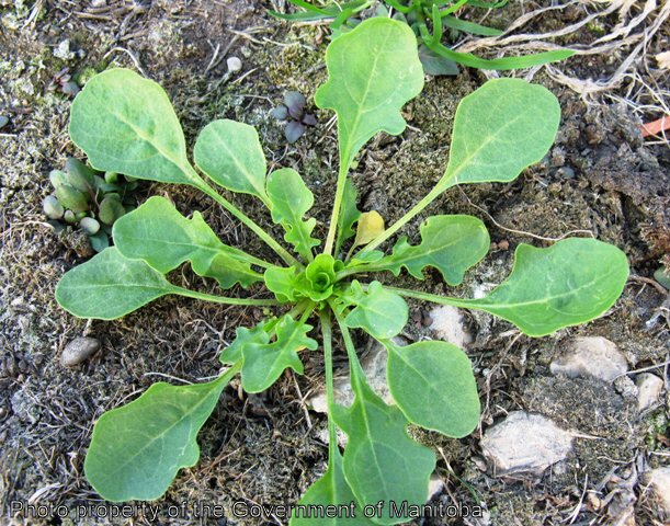 Stinkweed fall germinated rosette