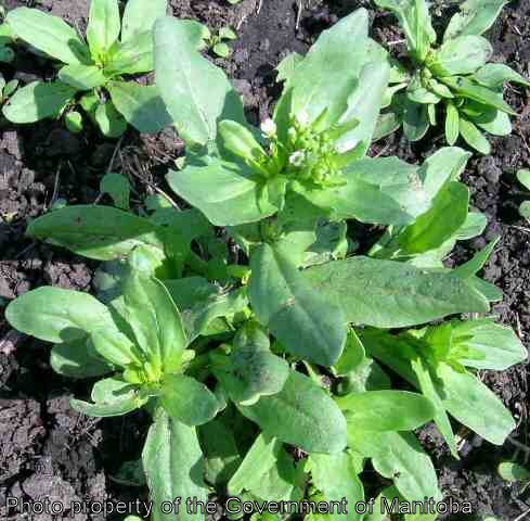 Stinkweed flowering plant