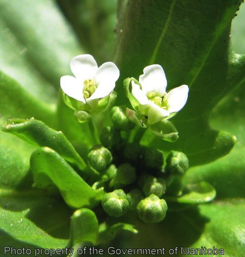 Stinkweed flowers