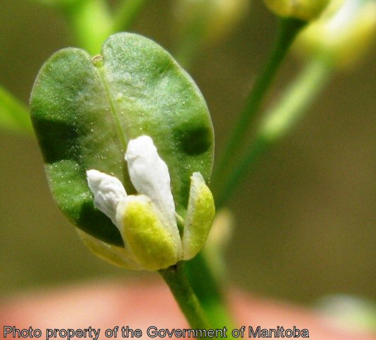 Stinkweed immature seed pod