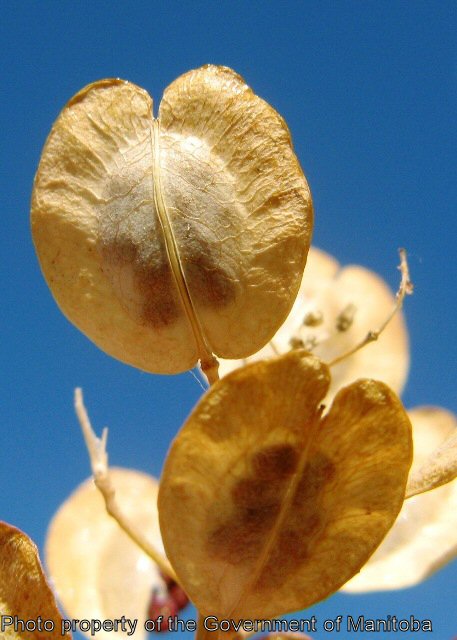 Stinkweed mature seed pod