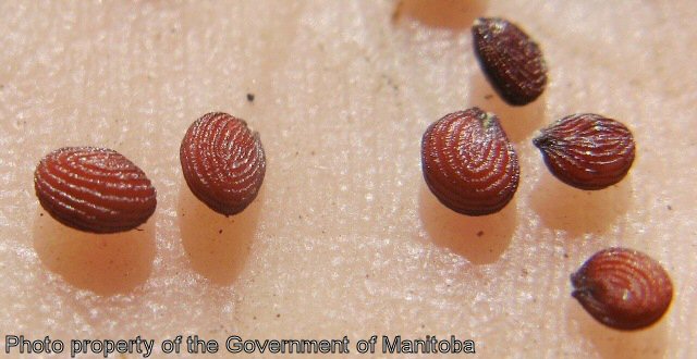 Stinkweed seeds