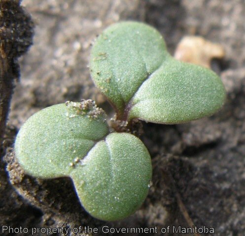 Wild mustard cotyledons
