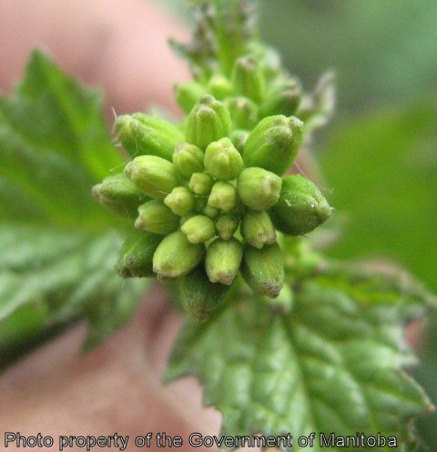 Wild mustard flower buds