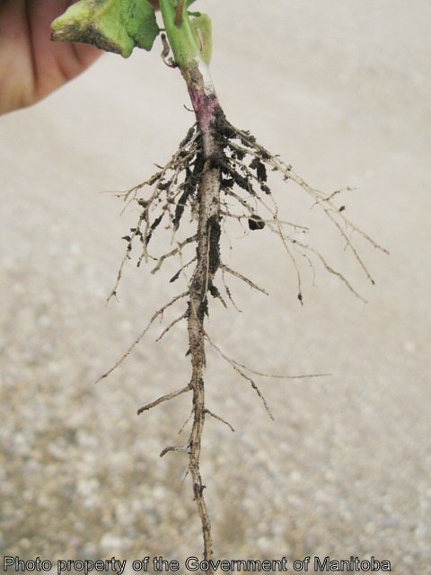 Wild mustard root