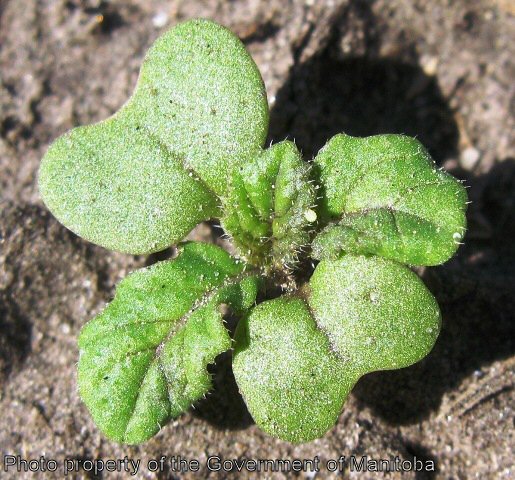 Wild mustard seedling