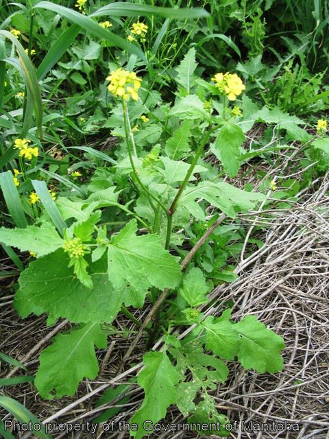 Wild mustard plant