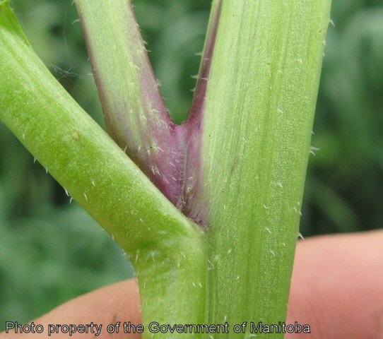 Wild mustard purple spot in leaf axil