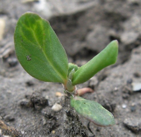 Prostrate knotweed seedling