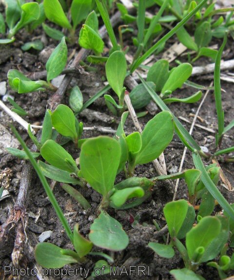 Prostrate knotweed seedlings
