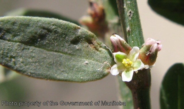 Prostrate knotweed flower