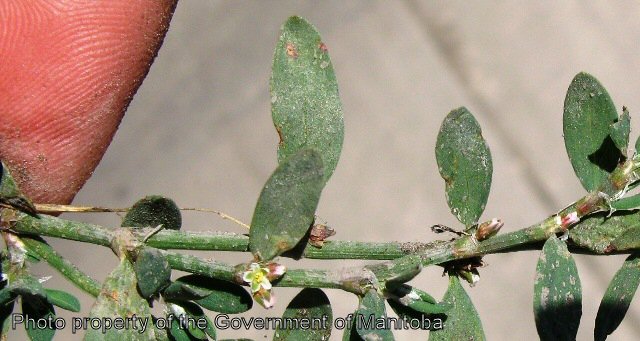 Prostrate knotweed flowering stem