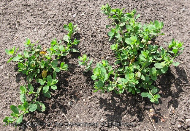 Prostrate knotweed plant