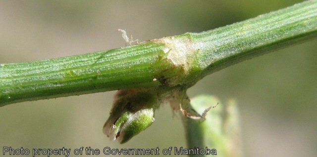 Prostrate knotweed stem and node