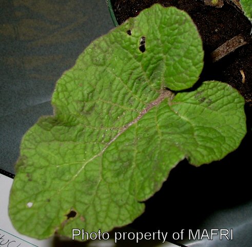 Common burdock leaf