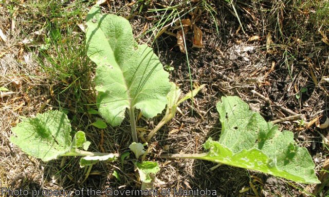 Common burdock first year plant