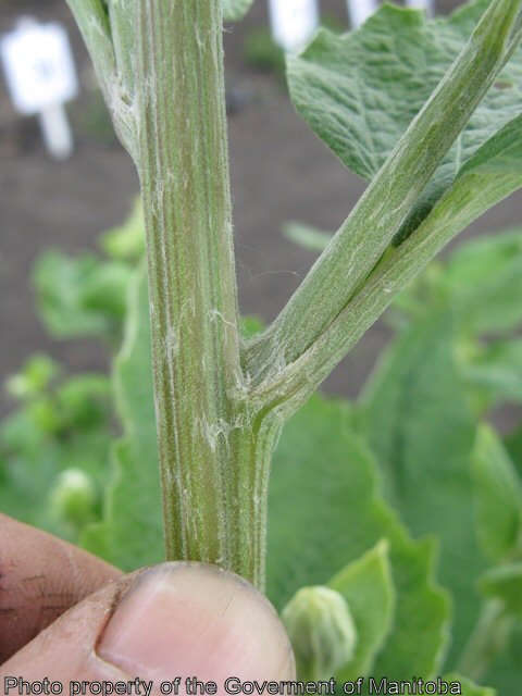Common burdock stem