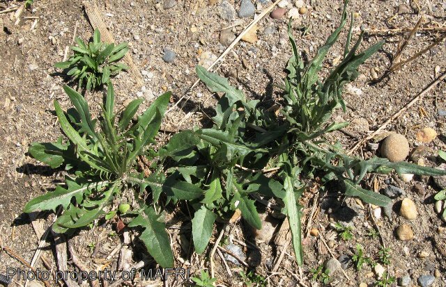 Narrow-leaved Hawk's Beard rosettes
