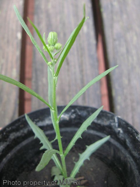Narrow-leaved Hawk's Beard plant pre-flowering