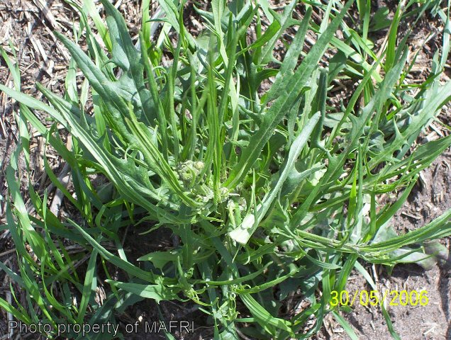 Narrow-leaved Hawk's Beard budding plant