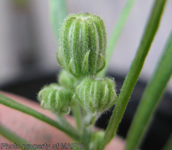 Narrow-leaved Hawk's Beard buds