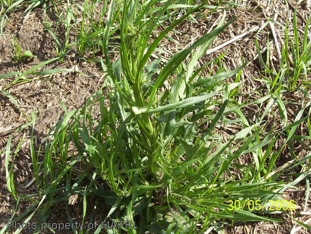 Narrow-leaved Hawk's Beard bolted plant