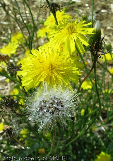 Narrow-leaved Hawk's Beard flower and seedhead