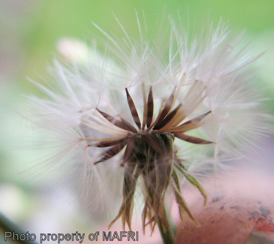 Narrow-leaved Hawk's Beard seeds on head