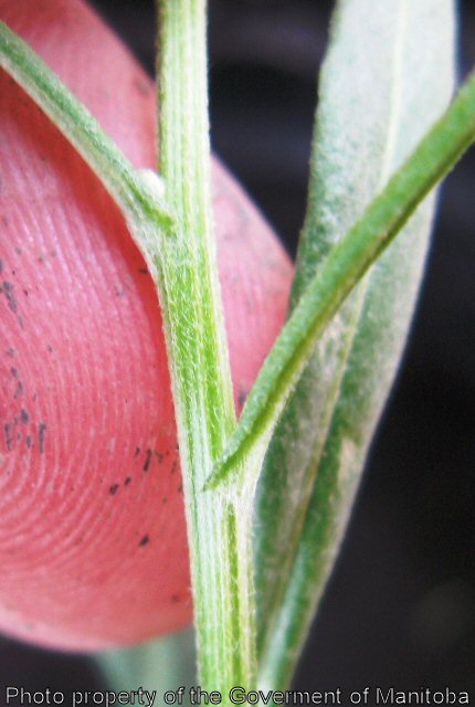 Narrow-leaved Hawk's beard steam and leaf attachment