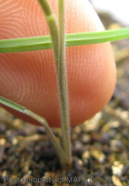Foxtail barley seedling stem