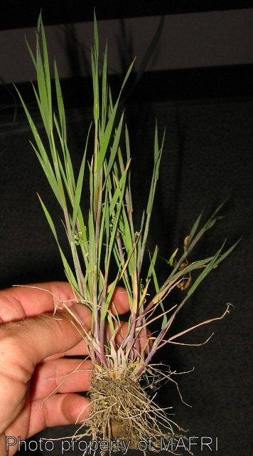 Foxtail barley juvenile