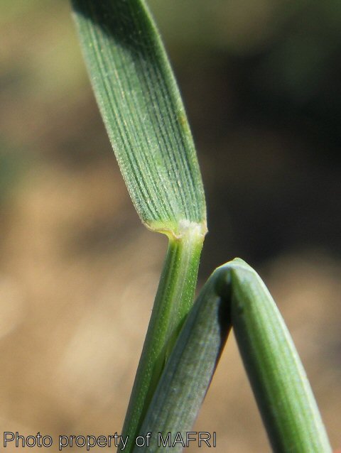 Foxtail barley collar region