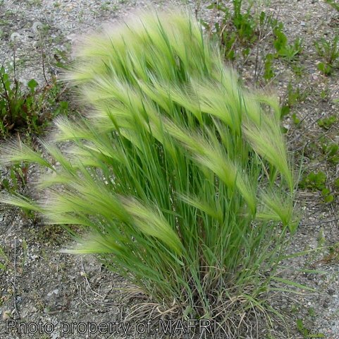 Mature foxtail barley