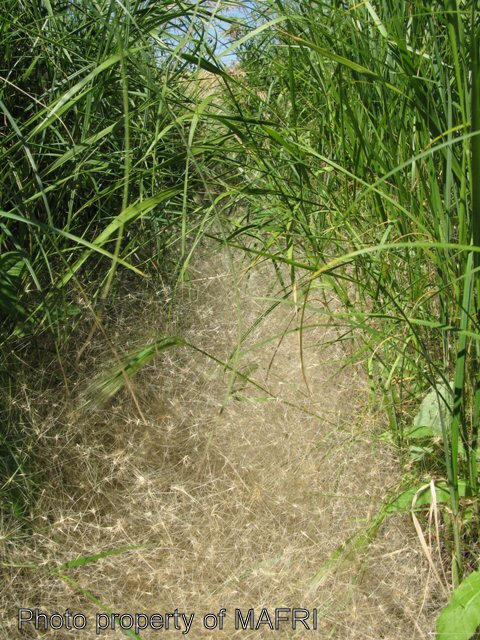 Foxtail barley in winter wheat crop