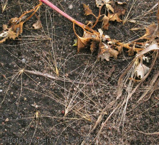 Foxtail barley seeds