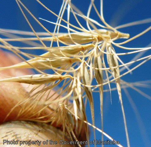 Foxtail barley mature seeds